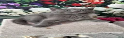 Mixed Breed cats for sale: Beautiful mixed breed kittens.  - Advert 18