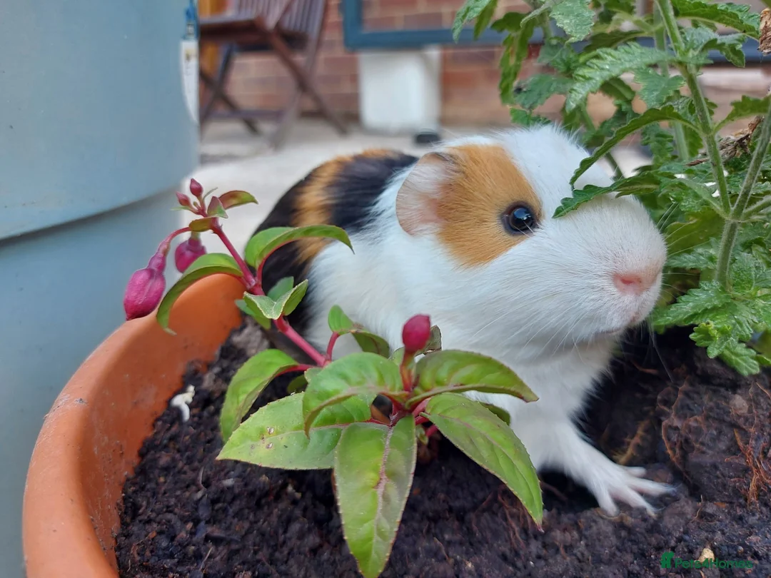Guinea Pig rodents for sale: Beautiful baby Guinea PIgs - Advert 2