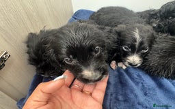 Cockapoo dogs for sale: Beautiful Cockapoo puppies!  - Image 3
