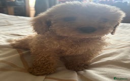 Cockapoo dogs for sale: Reduced F3 Cockapoo READY to leave 21st July  - Image 9
