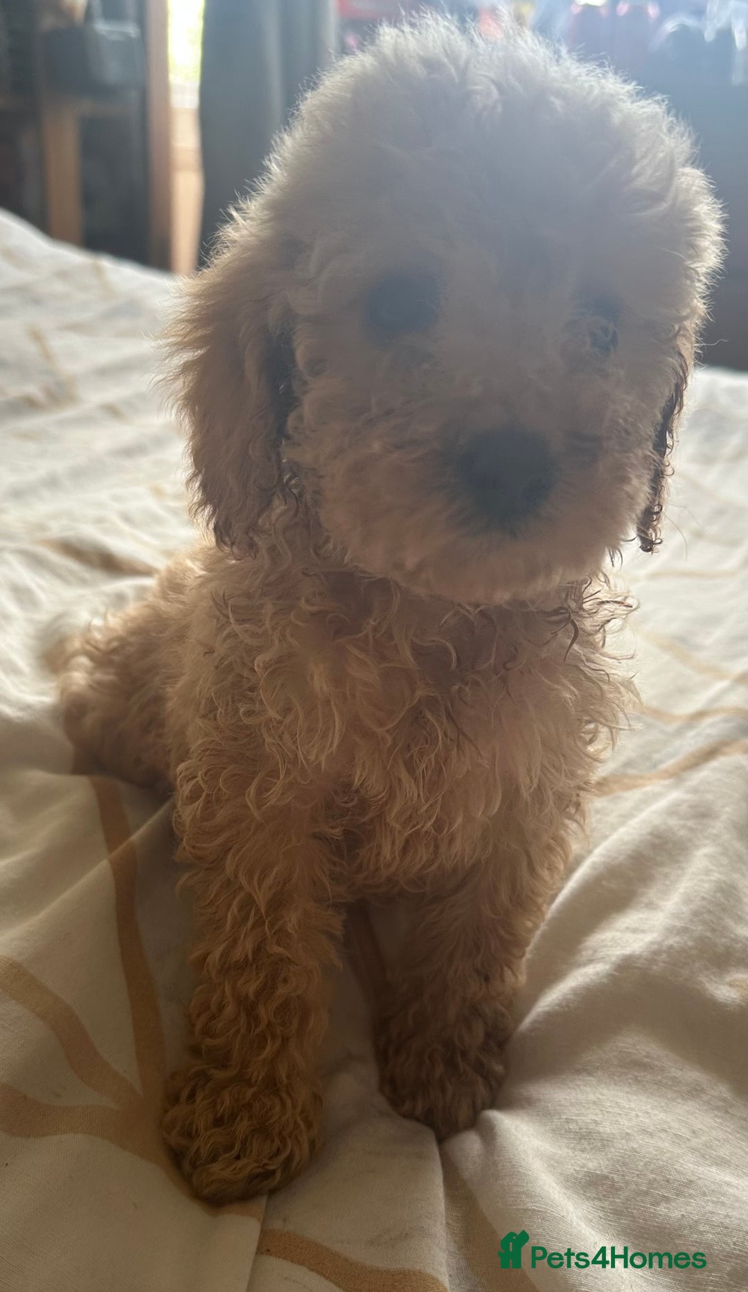 Cockapoo dogs for sale: Reduced F3 Cockapoo READY to leave 21st July  - Image 9