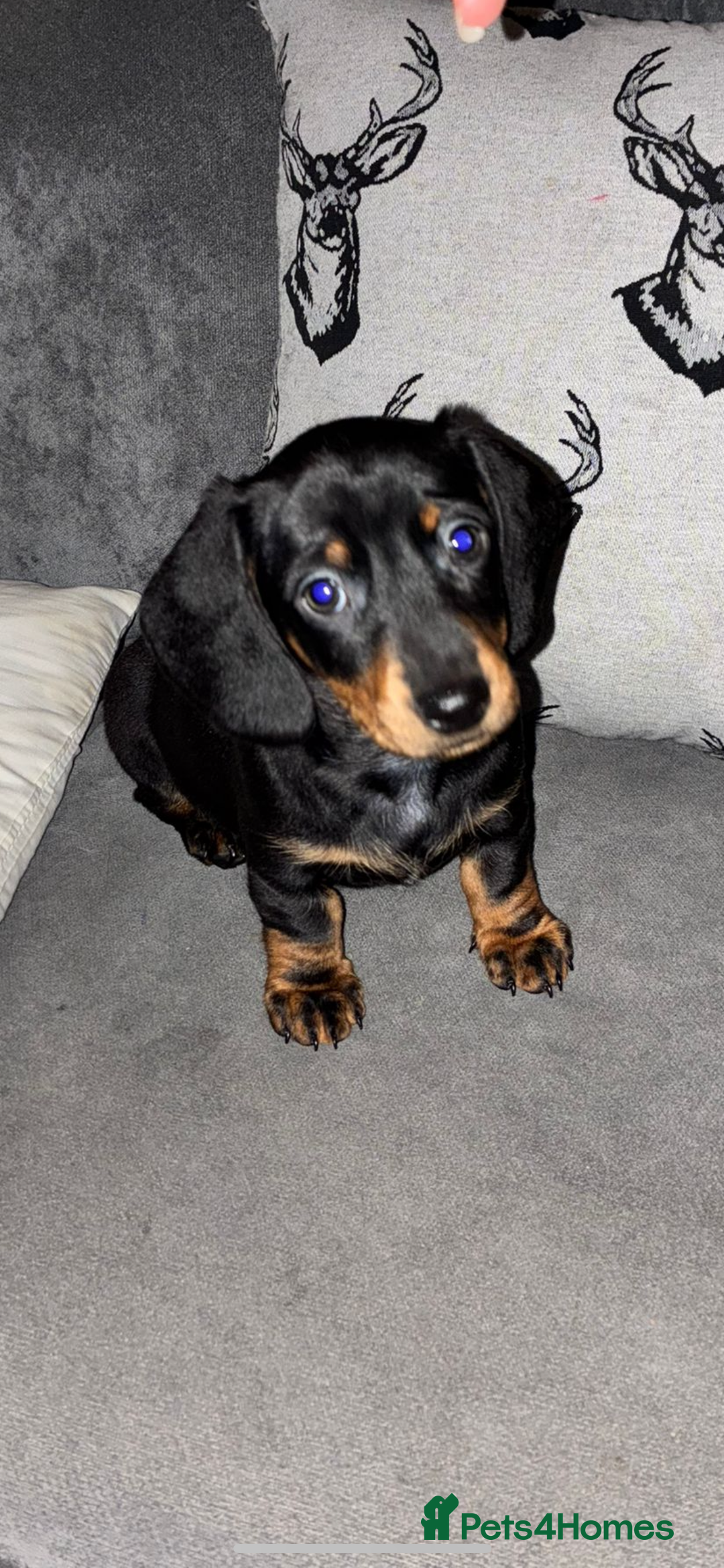 Miniature Dachshund dogs for sale: Mini dachshunds  - Advert 5