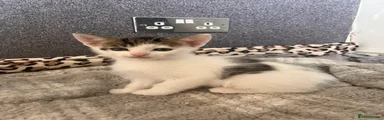 Mixed Breed Kitten 1