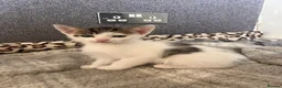 Mixed Breed cats for sale: Adorable kittens for sale in Basildon - Advert 8