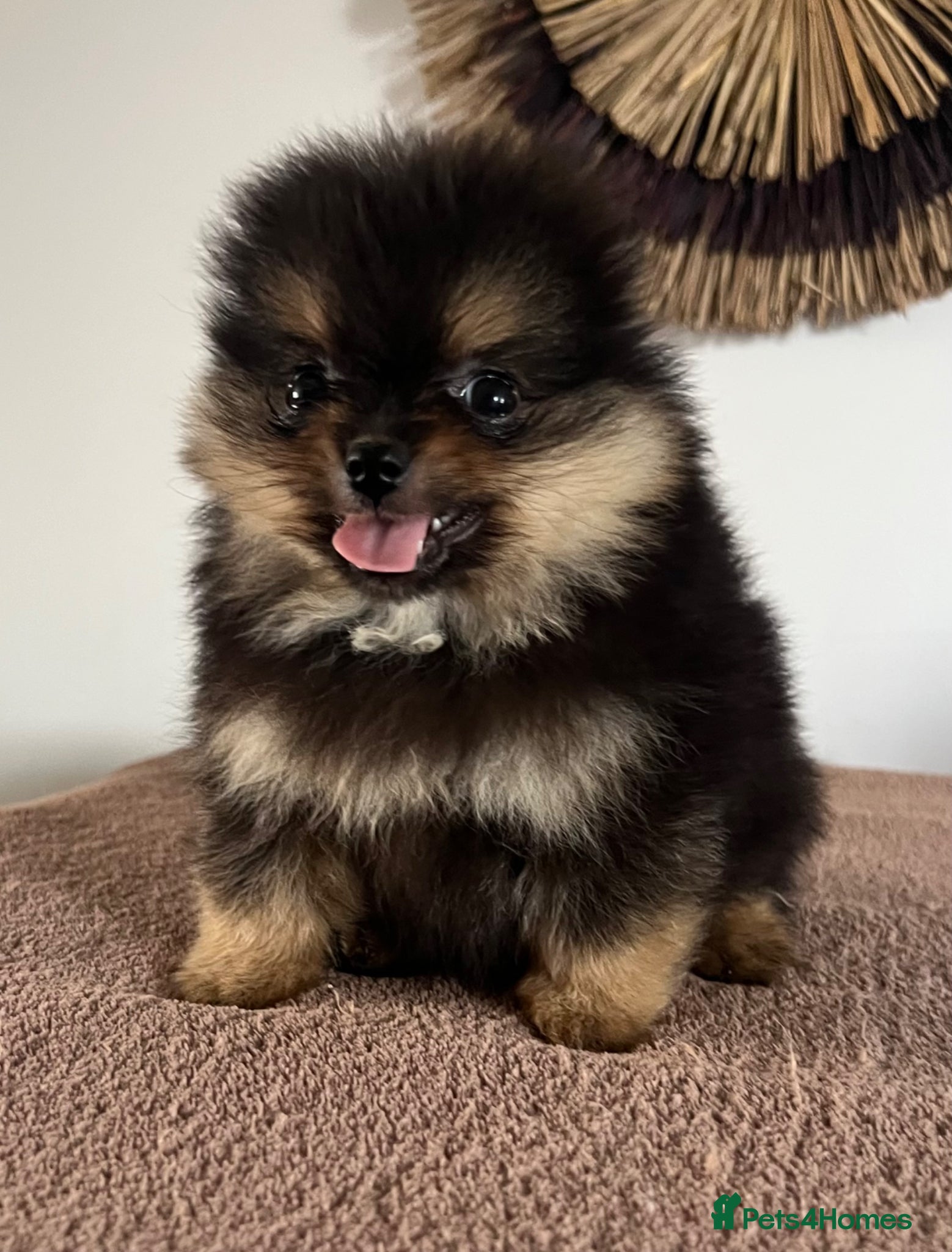 Pomeranian dogs Pomeranian Puppies Black & Tan Chocolate Sable - Advert 2