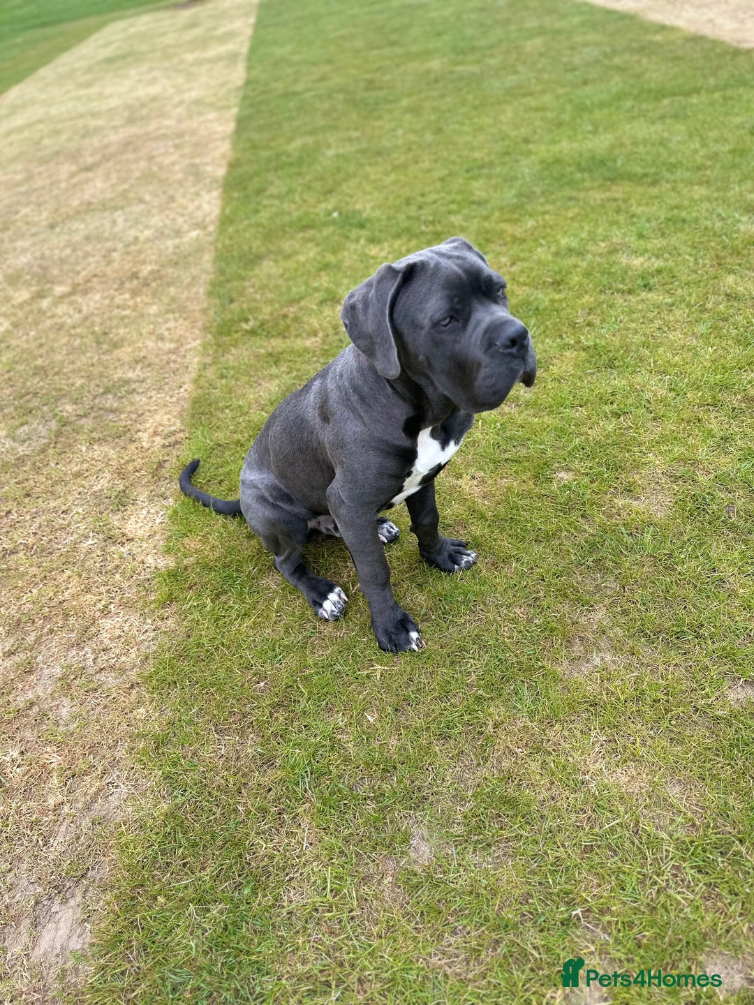 Cane Corso dogs for sale: Cane corso male  - Advert 2