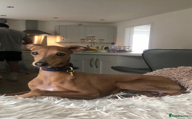 Italian Greyhound dogs Stud dog . Beautiful Italian greyhound  - Advert 3