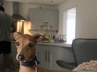 Italian Greyhound dogs Stud dog . Beautiful Italian greyhound - Advert 5