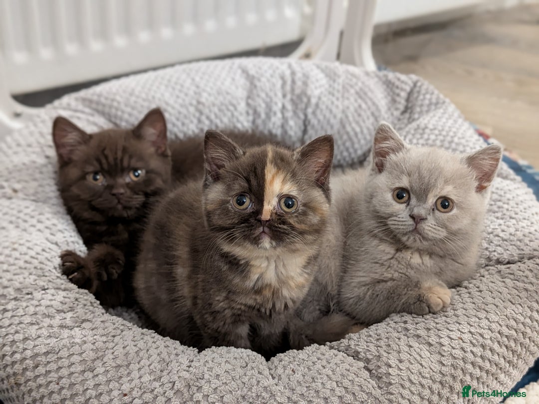 British Shorthair cats for sale: British Shorthair kittens  - Advert 1