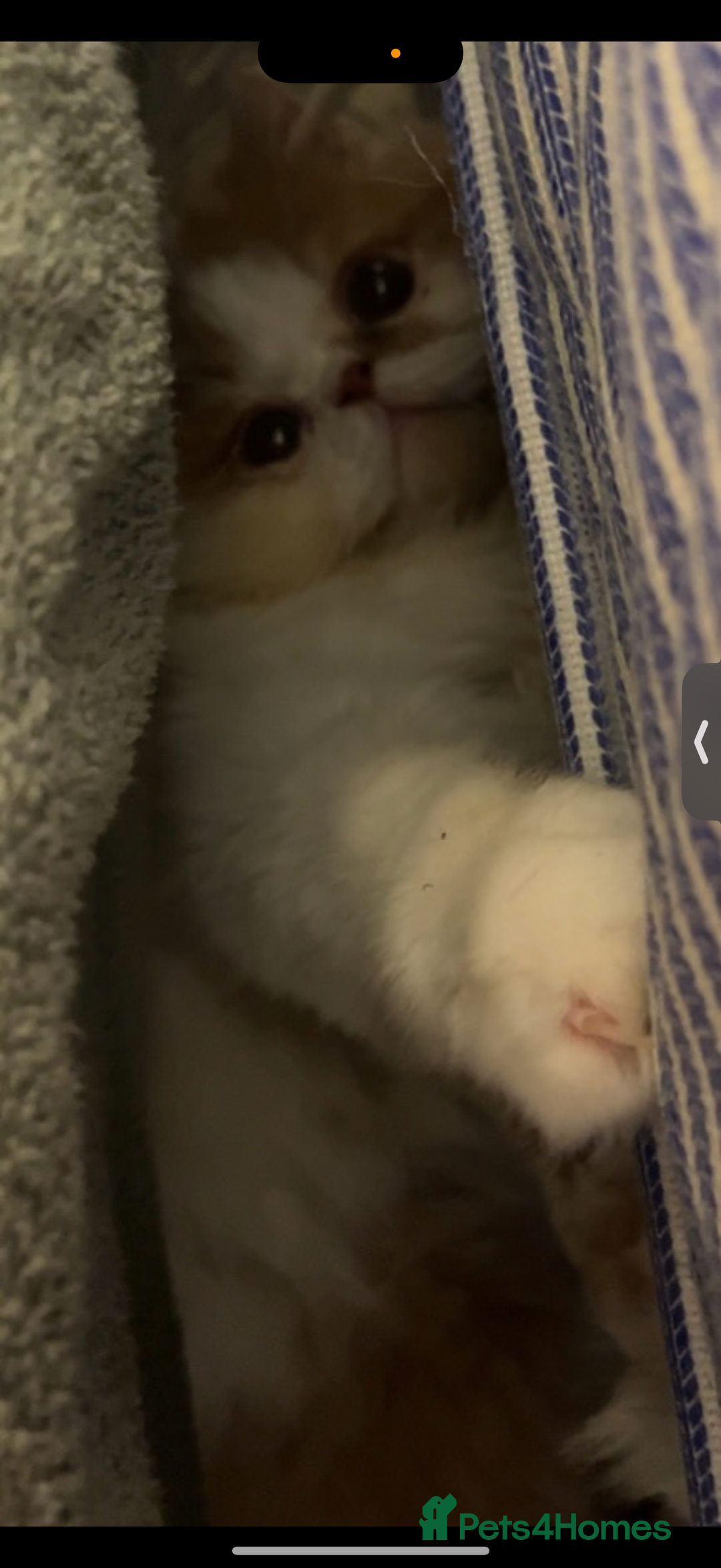 Persian cats for stud: My king Toulouse  - Advert 10