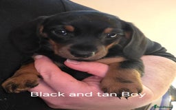 Dachshund dogs for sale: Dachshund puppies  - Image 5