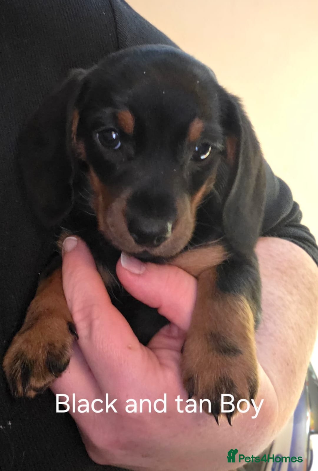 Dachshund dogs for sale: Dachshund puppies  - Image 5