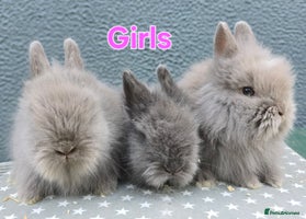 Lionhead rabbits - Advert 10