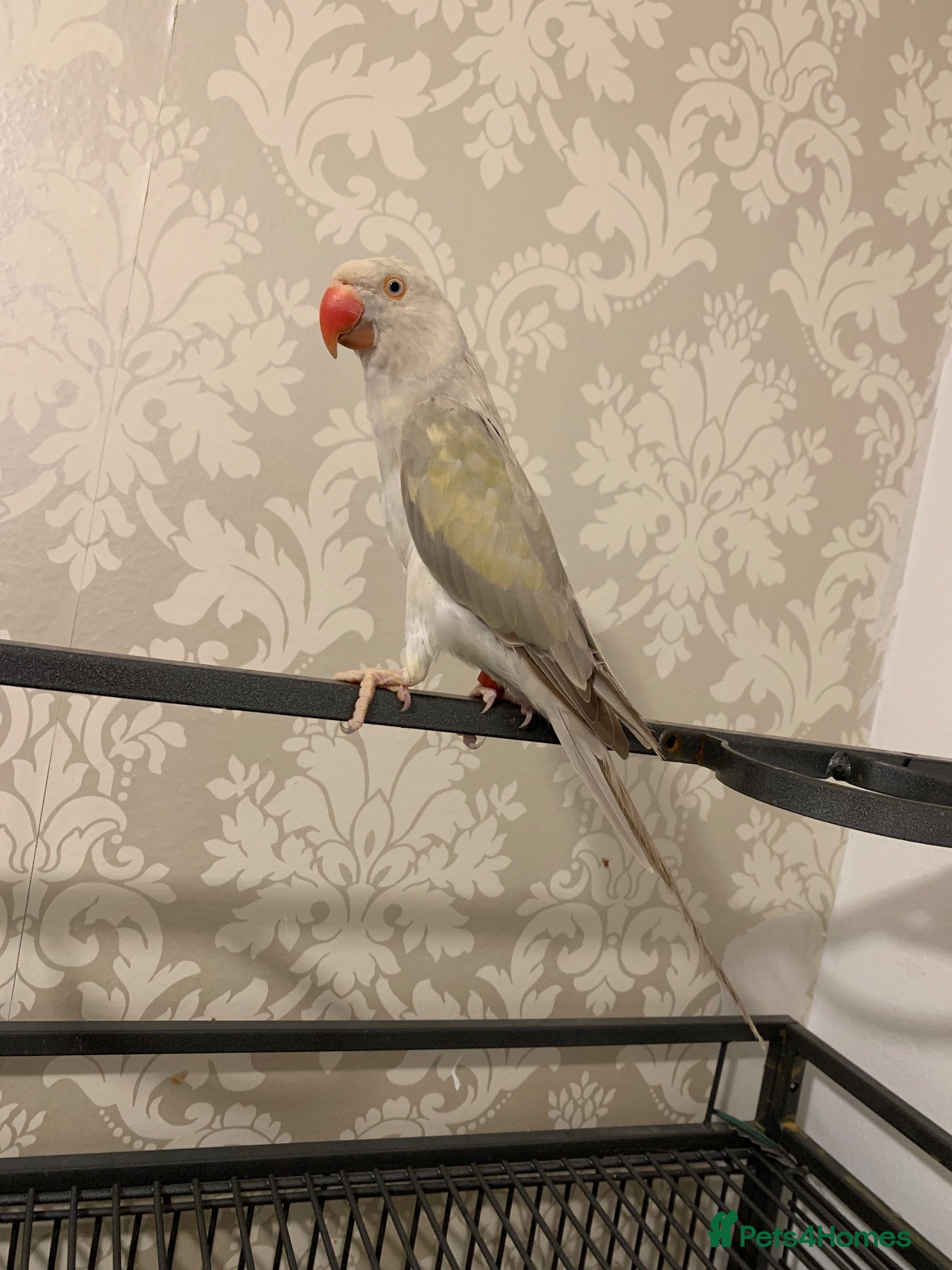 Ringnecks birds Mutation female Ringneck  - Advert 5