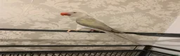 Ringnecks birds for sale: Mutation female Ringneck  - Advert 1