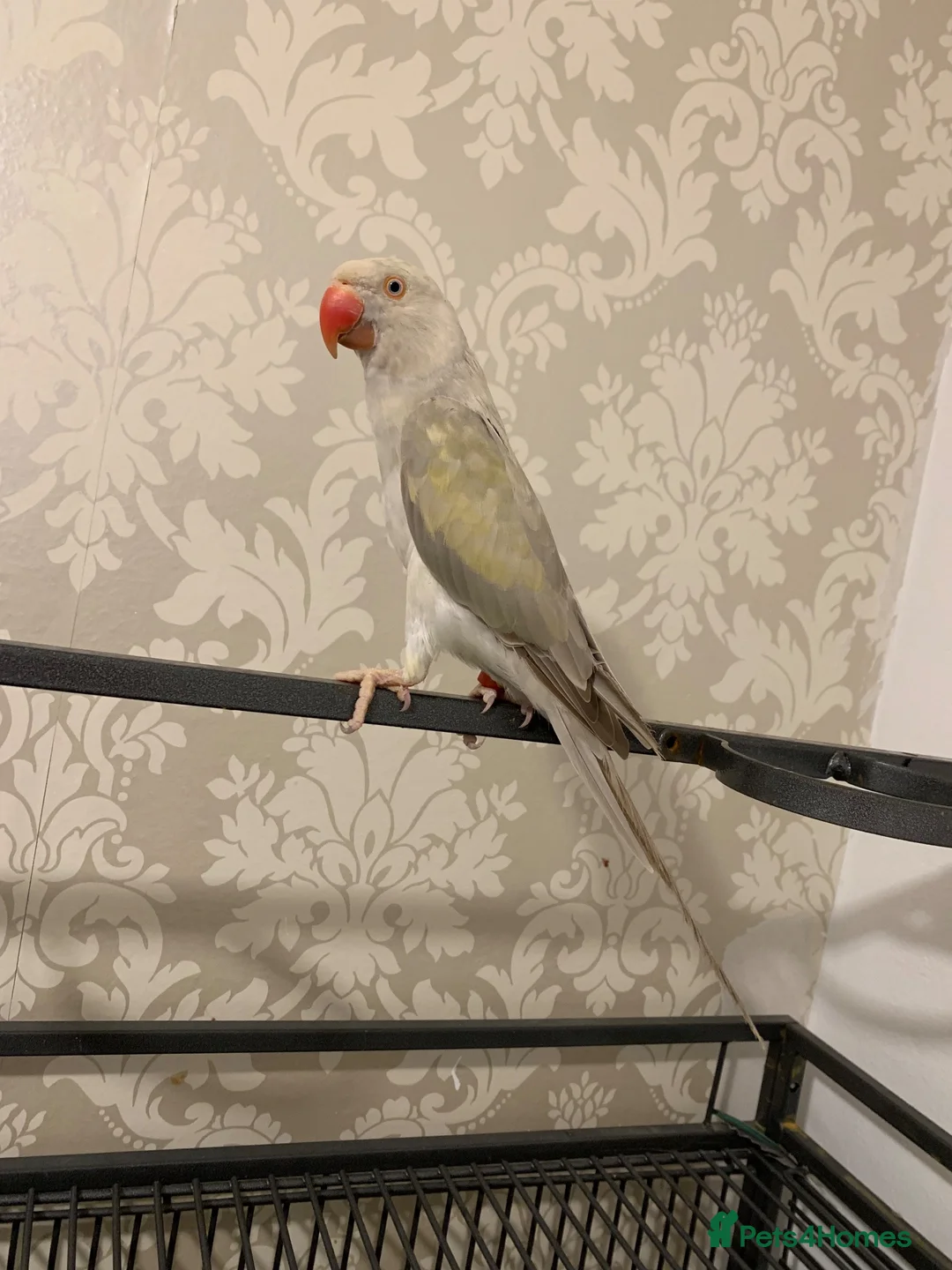 Ringnecks birds for sale: Mutation female Ringneck  - Advert 1