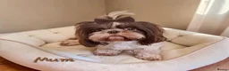 Shih Tzu dogs for sale: Chocolate Imperial Shih Tzu Grils  - Advert 18