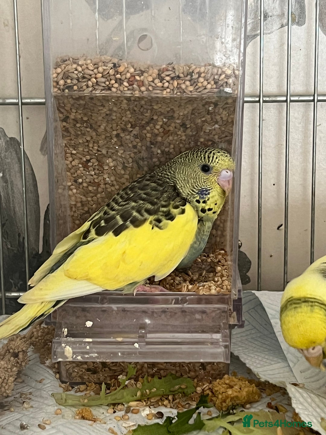 Budgerigars birds for sale: Hand Tame Budgie Chicks - Ready Soon in Chipping Norton - Image 11