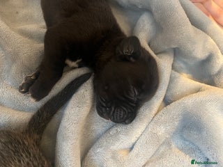 Cane Corso Puppy 13 no collar with white dot on stomach