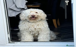 Labradoodle dogs for sale: Labradoodle 12th+ generation  - Image 12