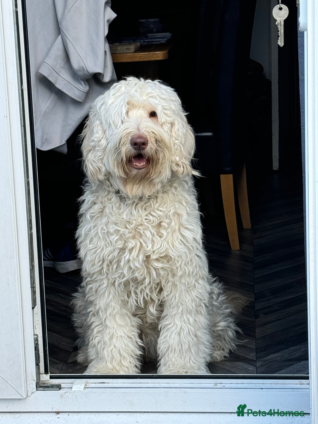 Labradoodle dogs for sale: Labradoodle 12th+ generation  - Image 12
