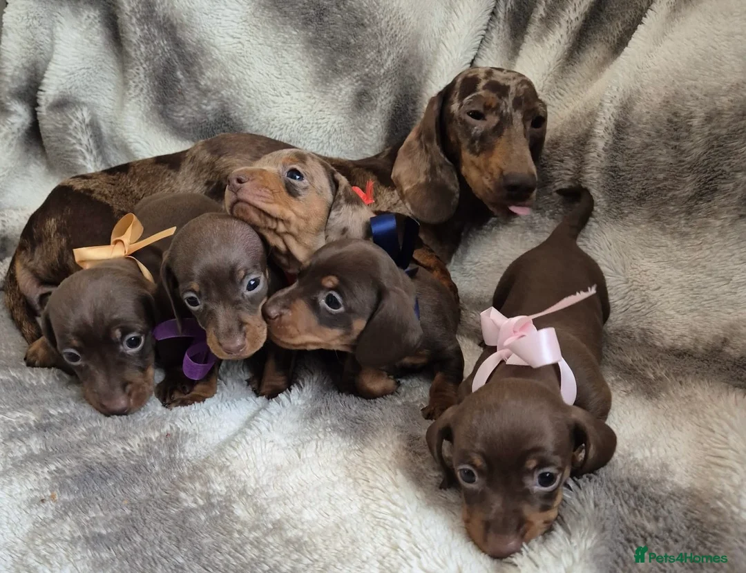 Miniature Dachshund dogs for stud: ⭐️⭐️⭐️KC MINIATURE DACHSHUND FOR STUD⭐️⭐️  in Southampton - Advert 17