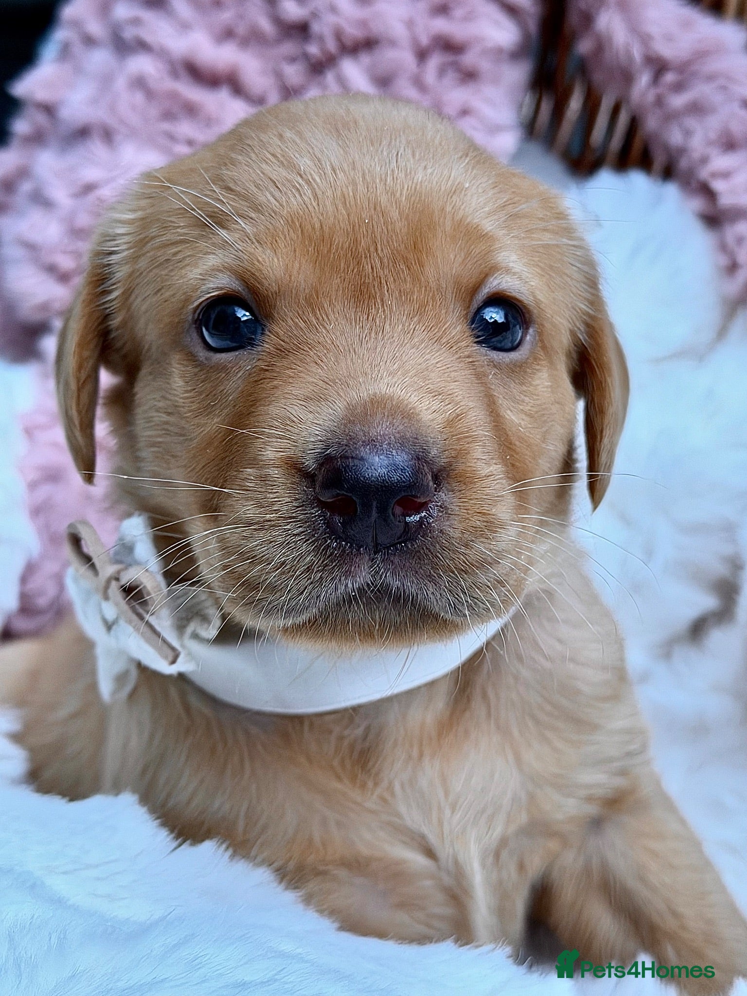 Labrador Retriever dogs Fox Red KC Registered Labrador Puppies🐾 - Advert 2