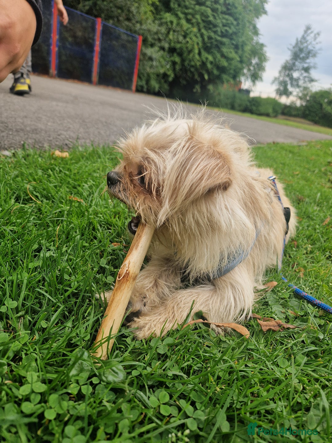 Mixed Breed dogs for sale: Beautiful boys  - Image 11