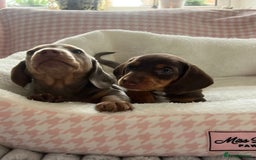 Miniature Dachshund dogs for sale: Miniature Dachshund  - Image 16