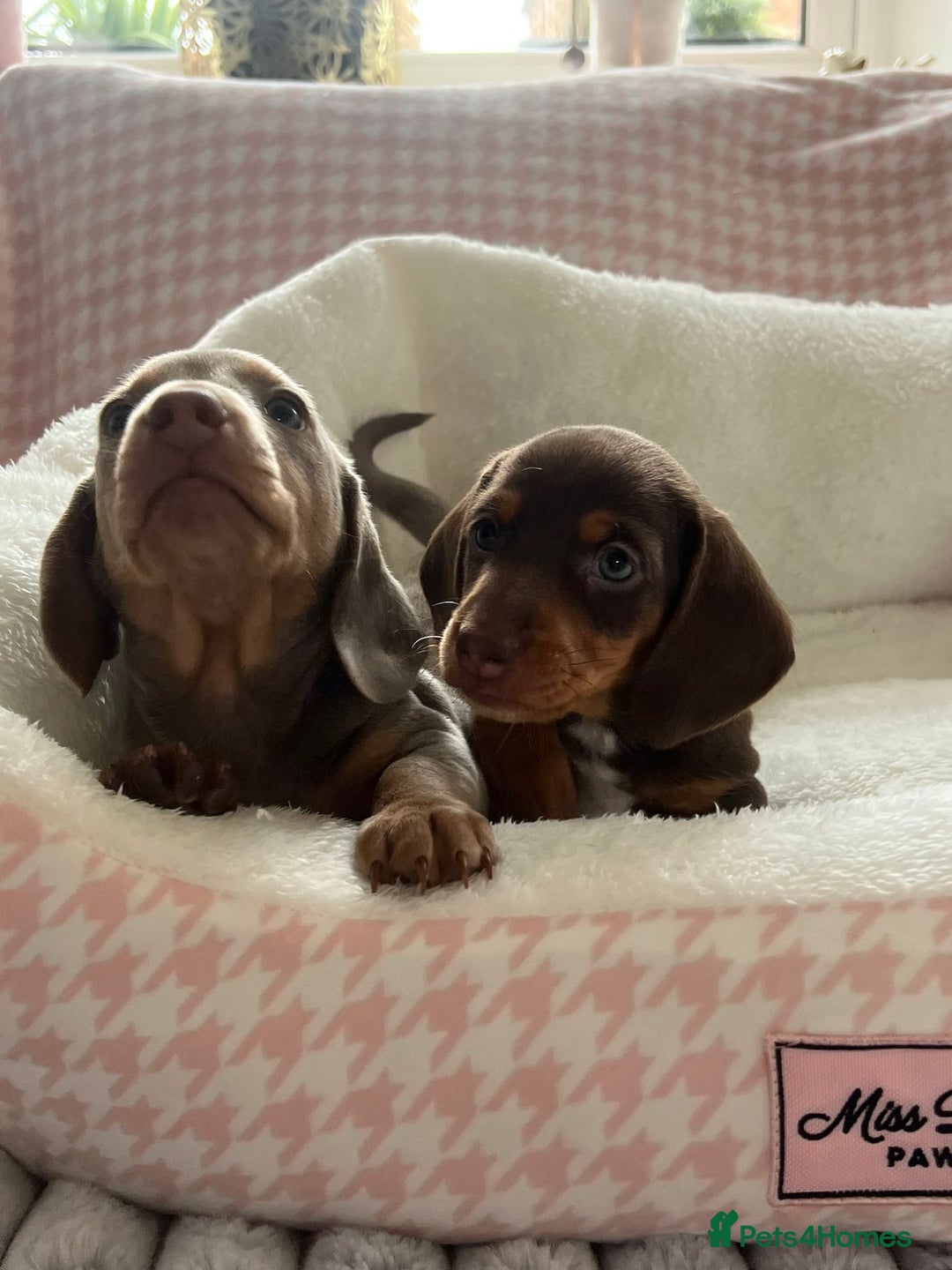 Miniature Dachshund dogs for sale: Miniature Dachshund  - Image 16