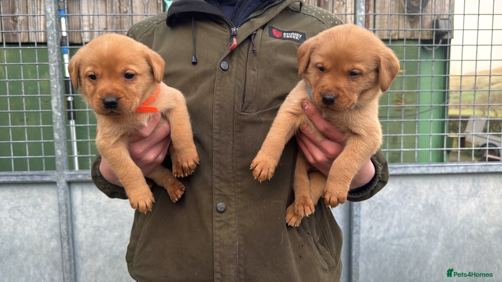 Labrador Retriever dogs Fox Red Labrador  - Advert 5