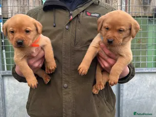 Labrador Retriever dogs Fox Red Labrador - Advert 5