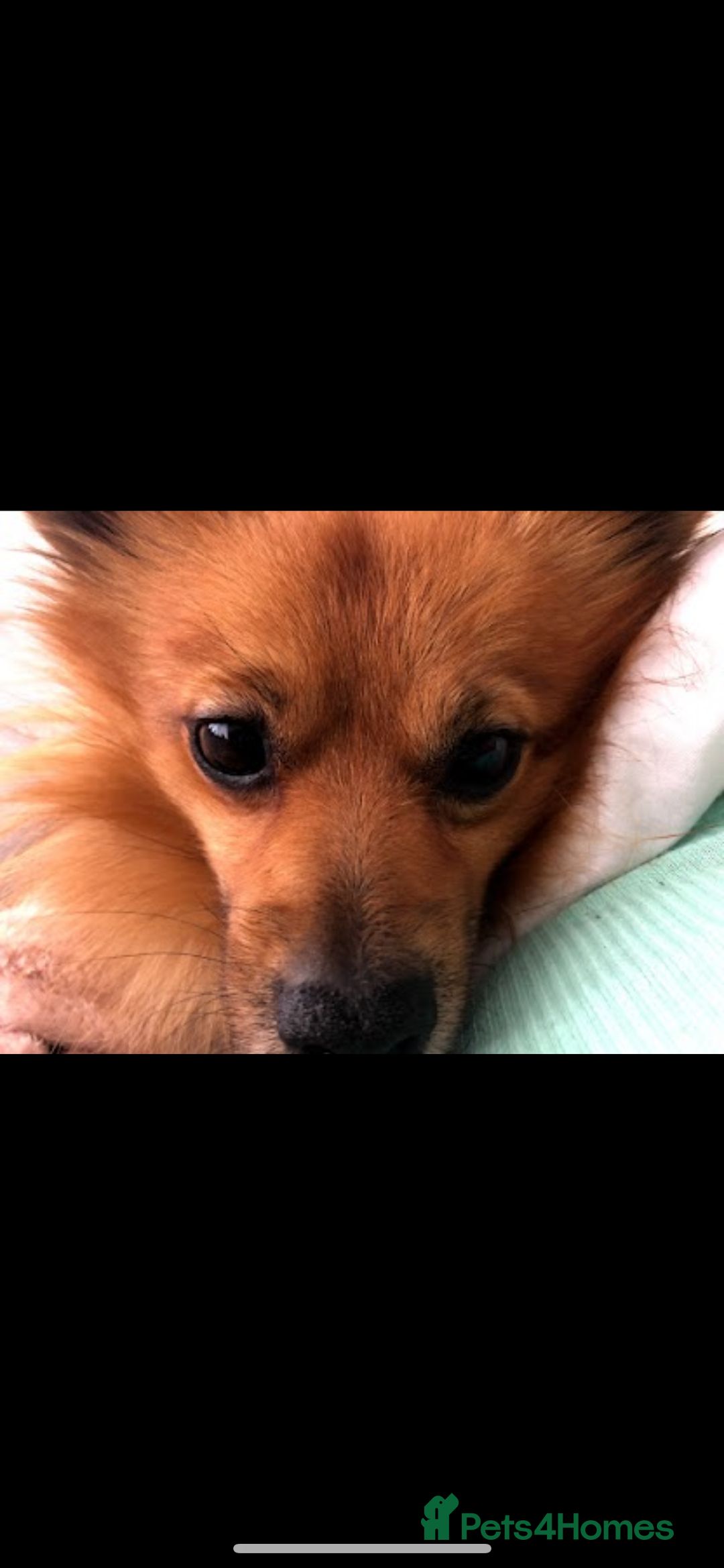 Mixed Breed dogs for sale: Our gorgeous German spitz Henry  - Image 11
