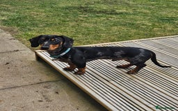 Miniature Dachshund dogs for sale: *URGENT REHOME* Minature Dachsund Male 11 Months - Image 1