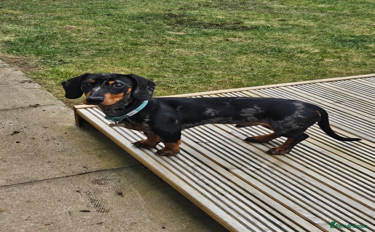 Miniature Dachshund dogs - Advert 1