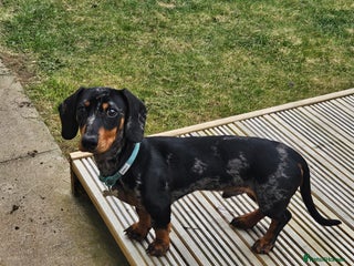 Miniature Dachshund dogs - Advert 21