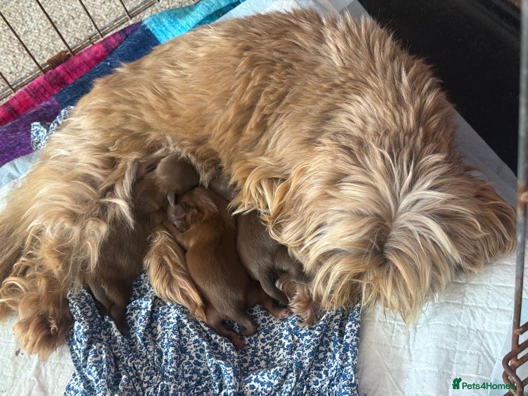 Shih Tzu dogs for sale: Adorable Shih Tzu puppies - Image 12