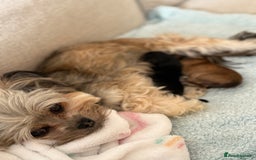 Chorkie dogs for sale: Chorkie (x2 Boys) - Image 23