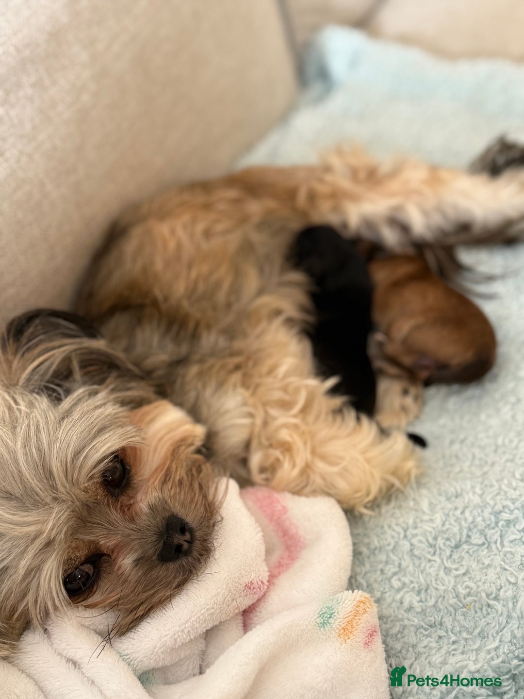 Chorkie dogs for sale: Chorkie (x2 Boys) - Image 23