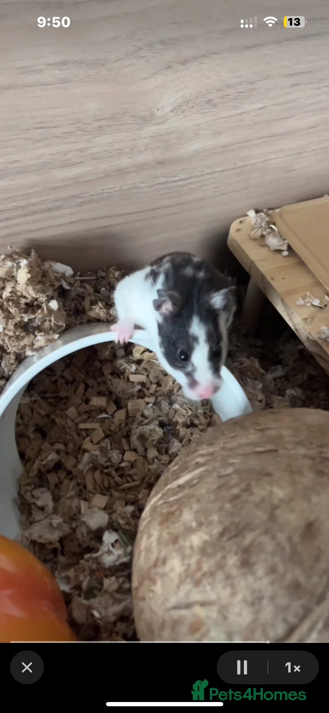 Hamster rodents for sale: two female Syrian hamsters for sale - Advert 7