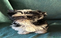 Mixed Breed dogs for sale: Biewer Terrier 2 boys , parents DNA tested. - Image 10