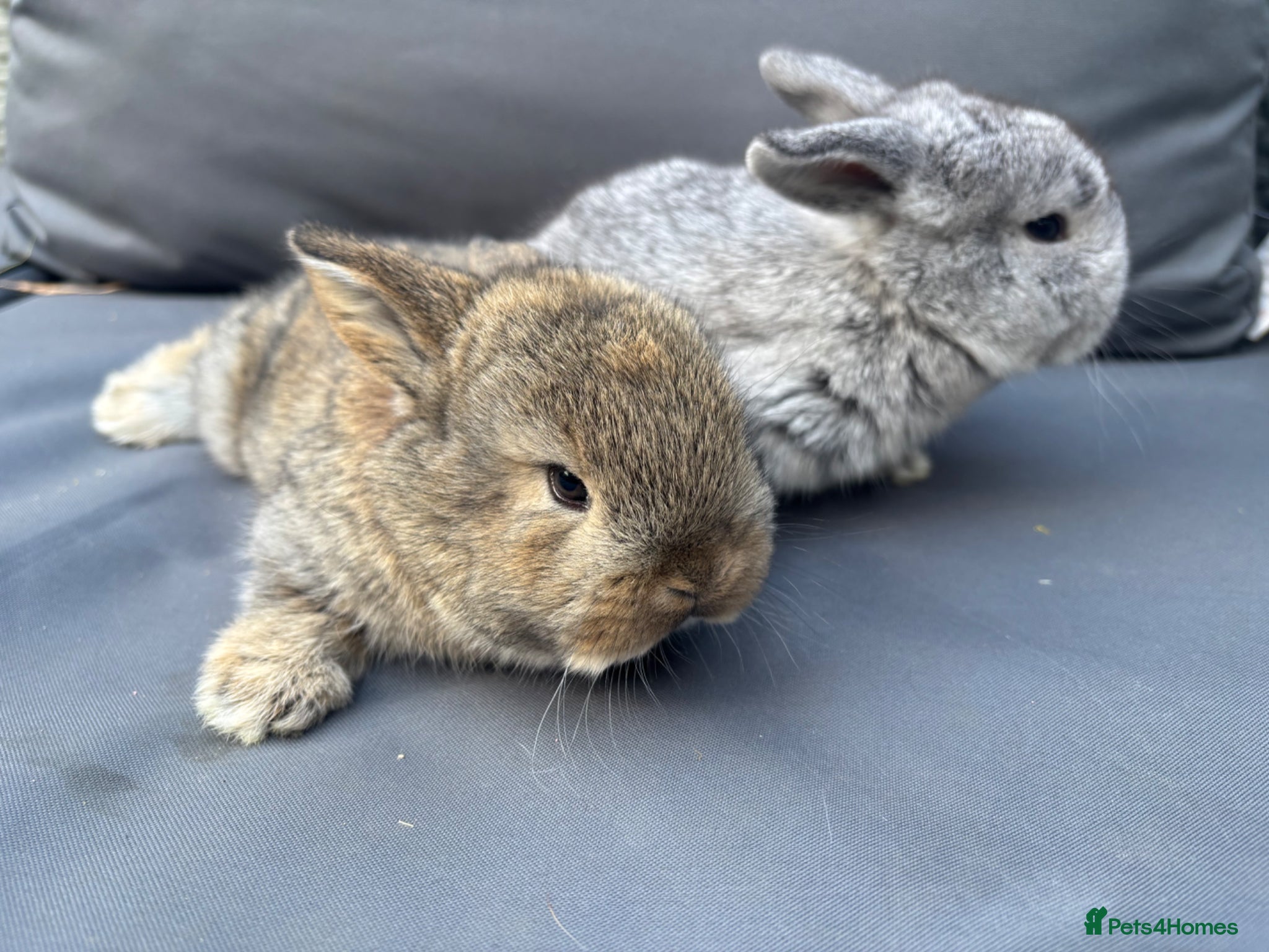 Mixed Breed rabbits Two French x mini lops  - Advert 10