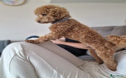 Poochon dogs for stud: Stunning Male poochon for stud  - Image 11