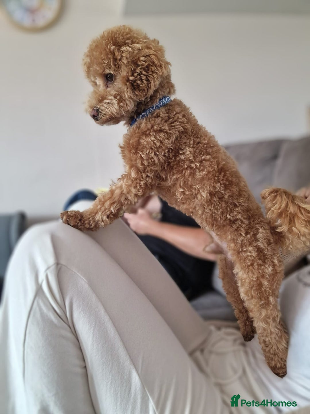 Poochon dogs for stud: Stunning Male poochon for stud  - Image 11