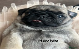 Pug dogs for sale: 1 pug (shug) who was reserved has became available - Image 2