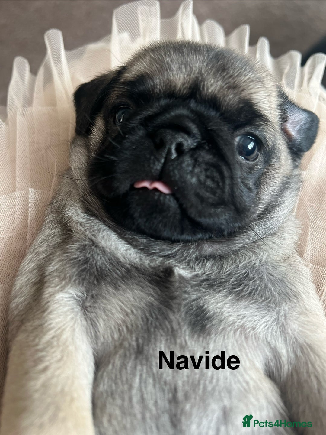 Pug dogs for sale: 1 pug (shug) who was reserved has became available - Image 2