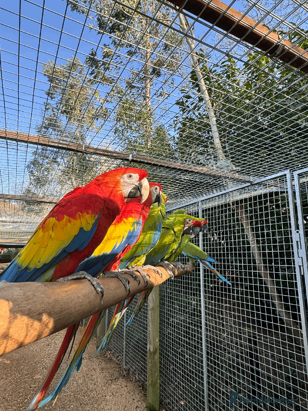 Macaws birds for sale: A fantastic selection of Macaws  - Image 4