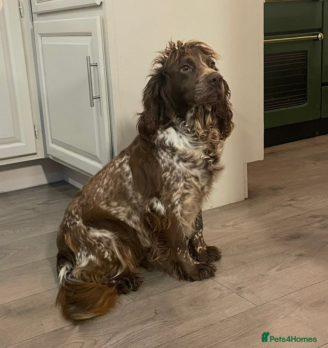 Cockapoo dogs for sale: Beautiful cockapoo puppies  - Advert 10