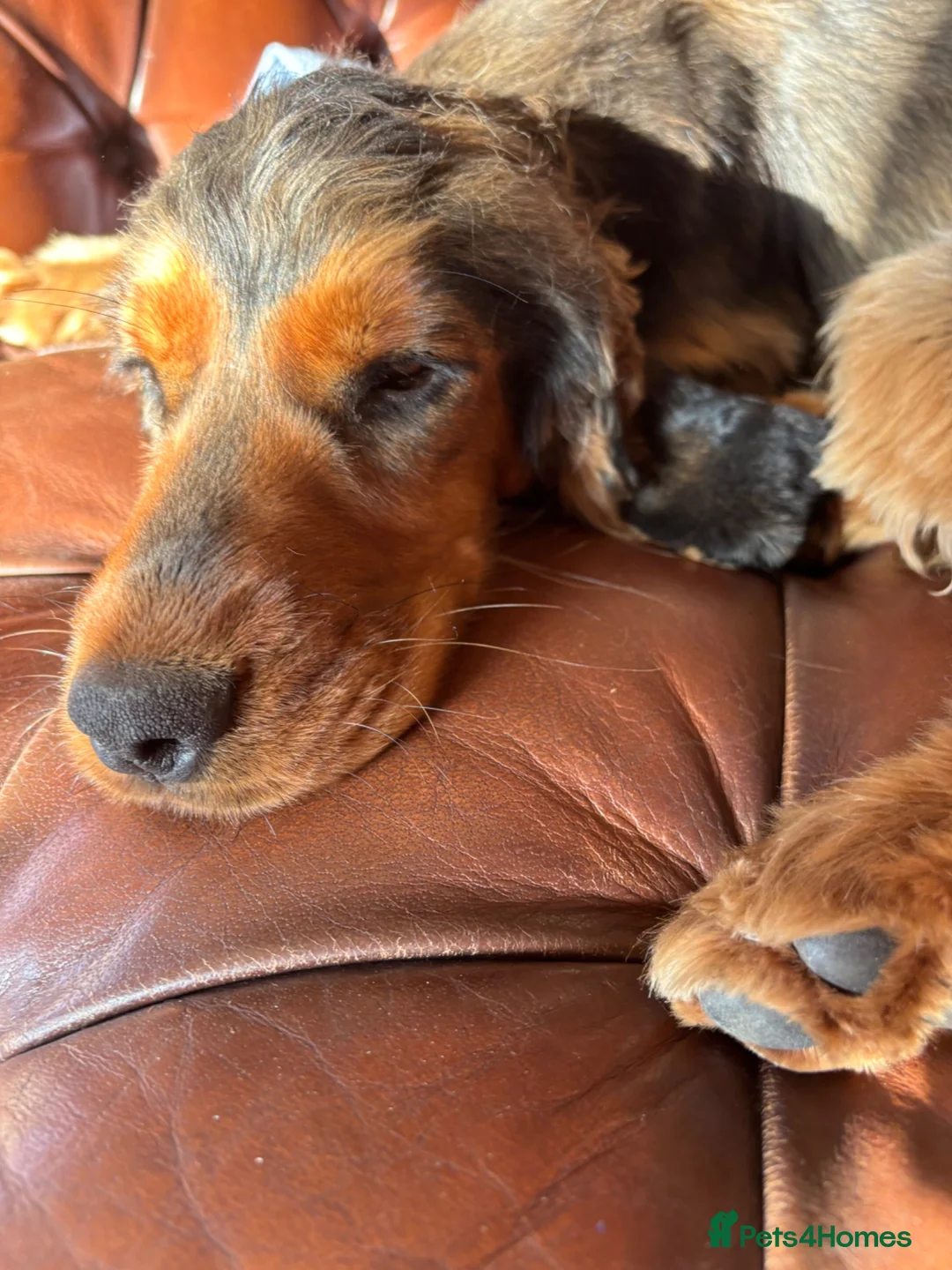 Cocker Spaniel dogs for sale: Lovely Lady - Advert 4