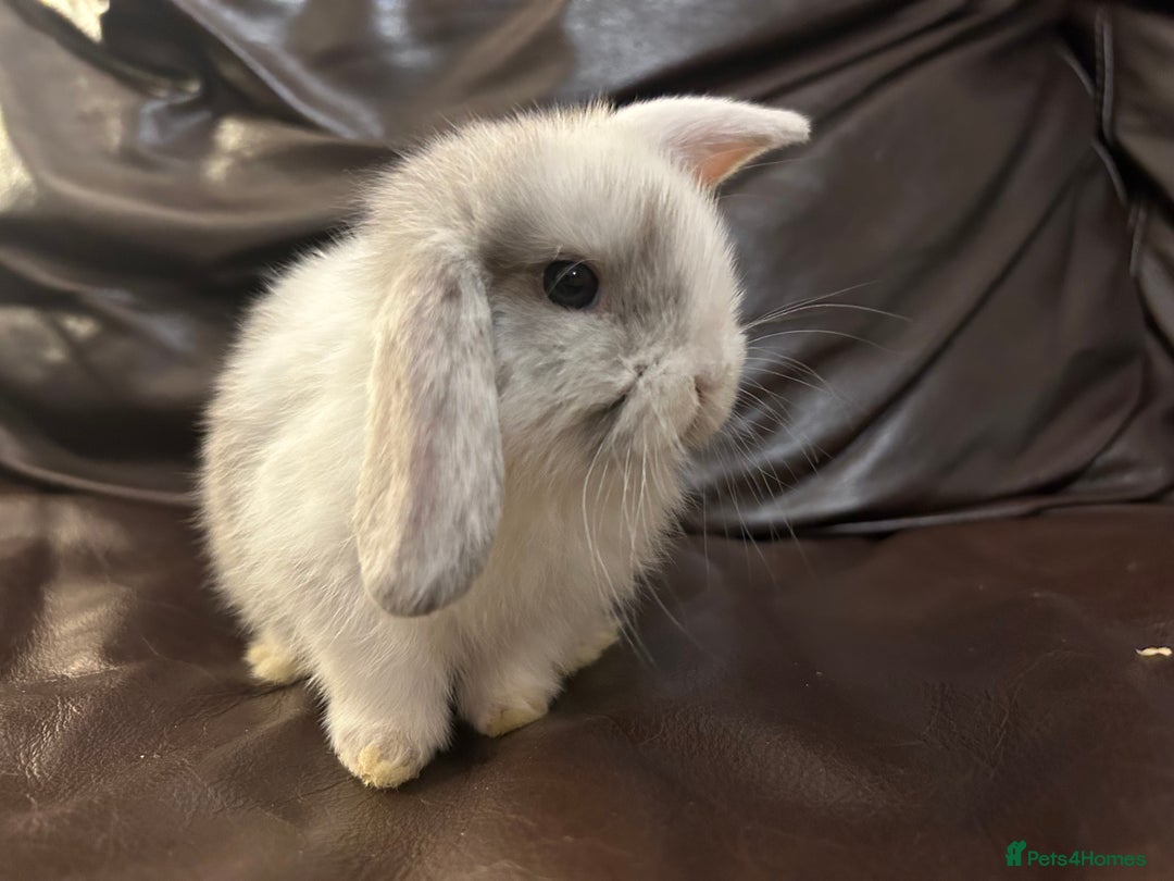 Mini Lop rabbits for sale: Lovely baby minilops for sale  - Image 16